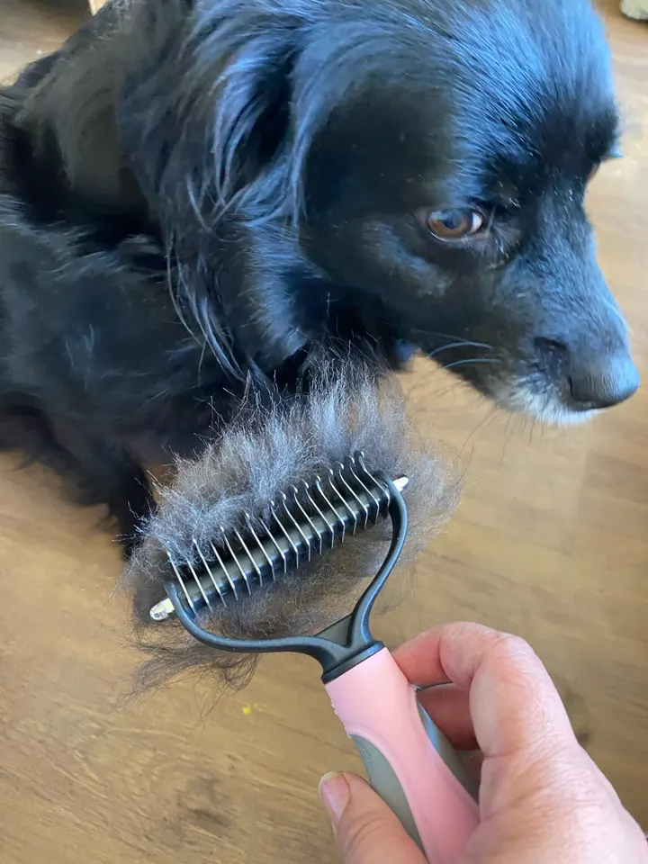 Cachorro preto ao lado da escova cheia de pelos removidos