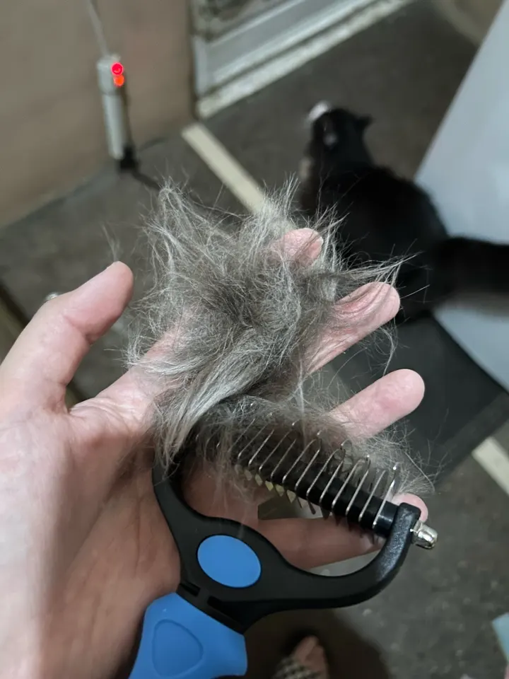 Mão segurando a escova com um grande tufo de pelos removidos