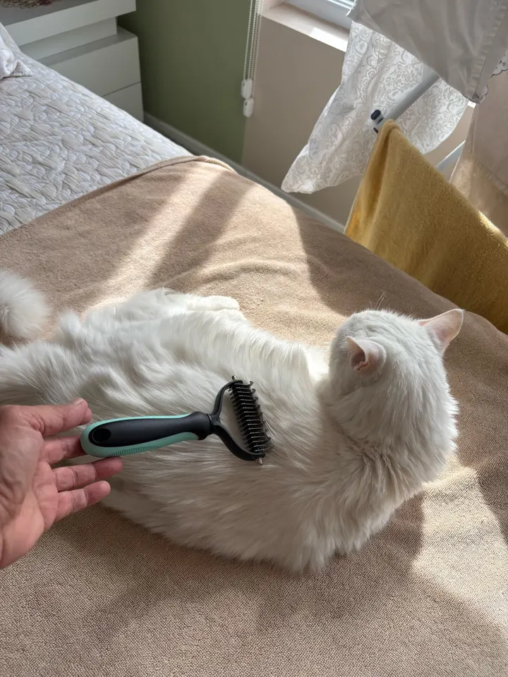 Gato de pelagem branca deitado ao lado da escova