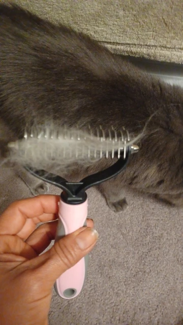 Gato cinza sendo escovado, com pelos soltos na escova